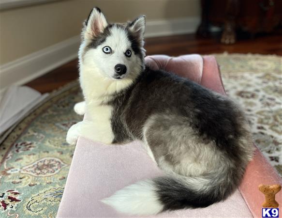 Puppy Pomsky Picture 1